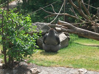 Reisebericht Schweden 81 - Tierpark Kolmarden 3